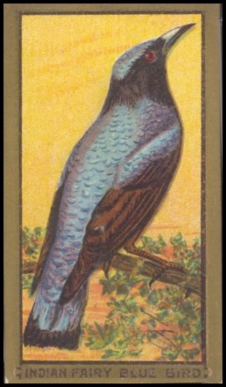76 Indian Fairy Blue Bird